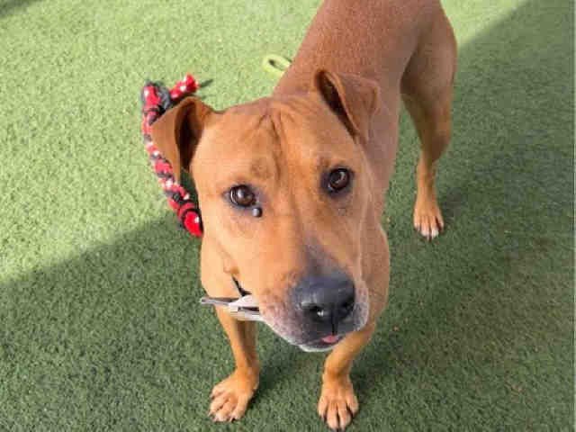 CHATO - Pit Bull Terrier available for adoption