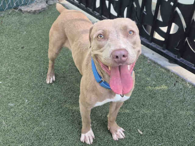 LEXI - Pit Bull Terrier available for adoption