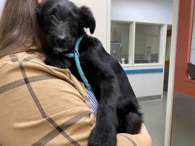 A1946869 - Terrier available for adoption