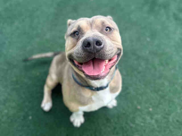 MOOSE - Pit Bull Terrier available for adoption