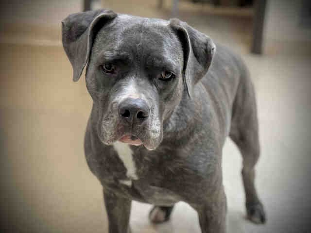 TIGER LILY - Pit Bull Terrier available for adoption