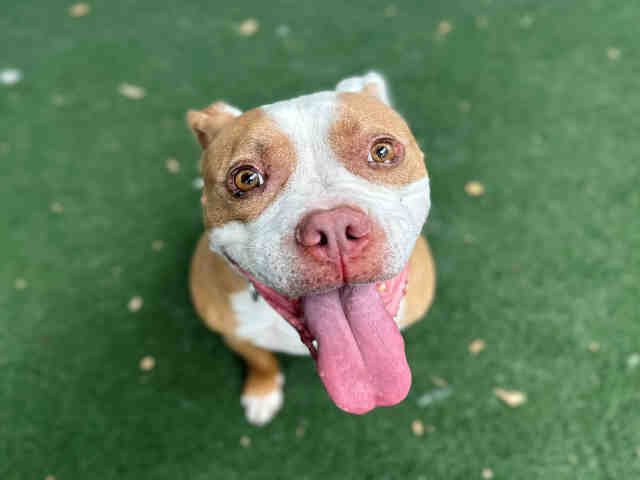 COOPER - Pit Bull Terrier available for adoption