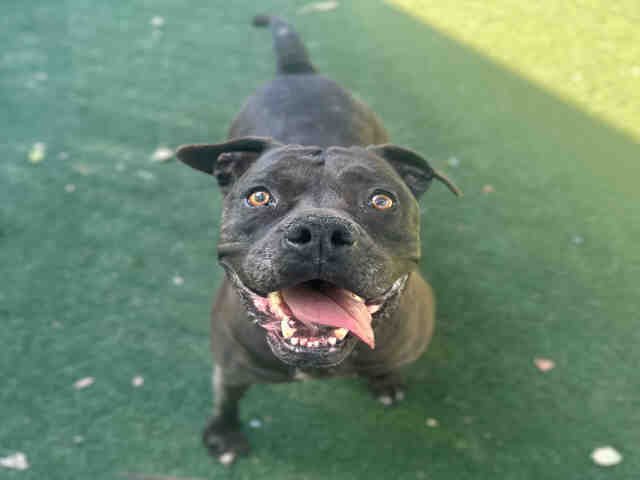 MIA - Pit Bull Terrier available for adoption