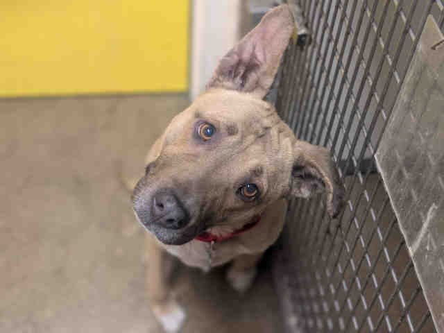 WINONA - Pit Bull Terrier available for adoption