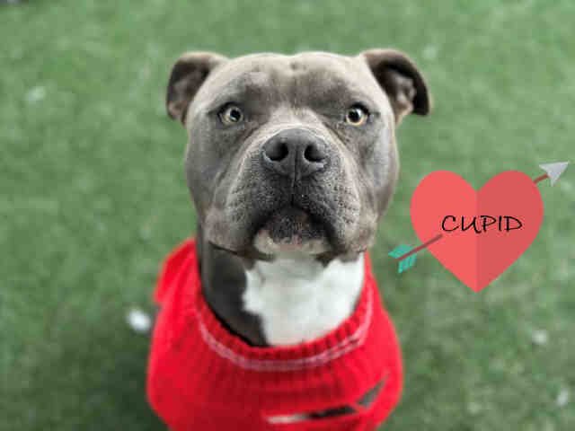 CUPID - Pit Bull Terrier available for adoption