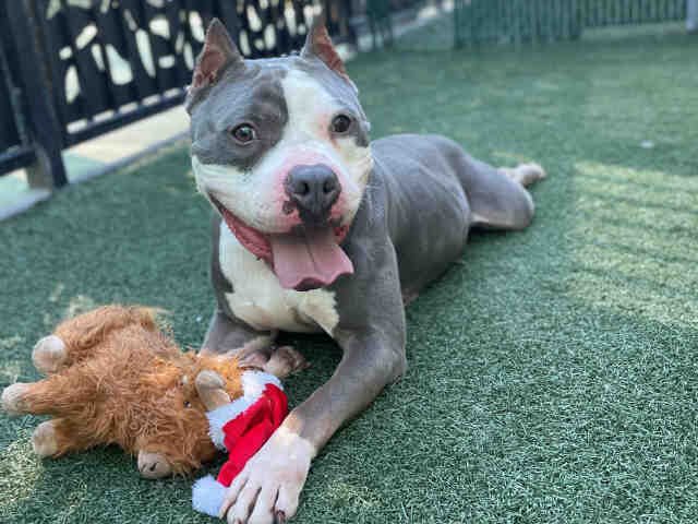 VIRGIL - Pit Bull Terrier available for adoption