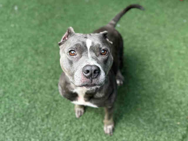 HEIDI - Pit Bull Terrier available for adoption