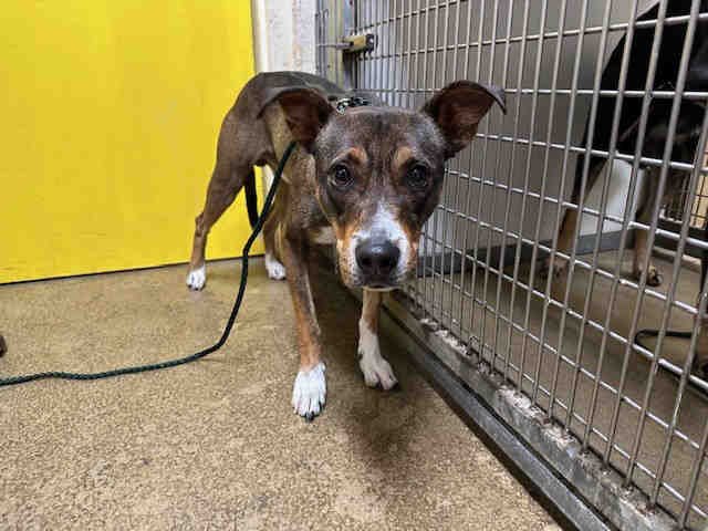 A1947255 - Terrier available for adoption