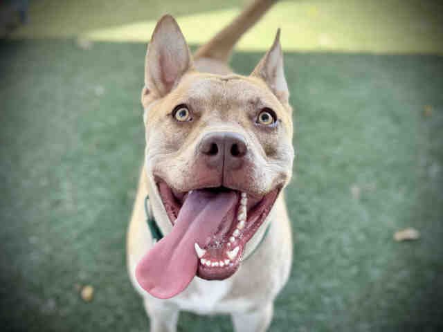 BRUNO - Pit Bull Terrier available for adoption