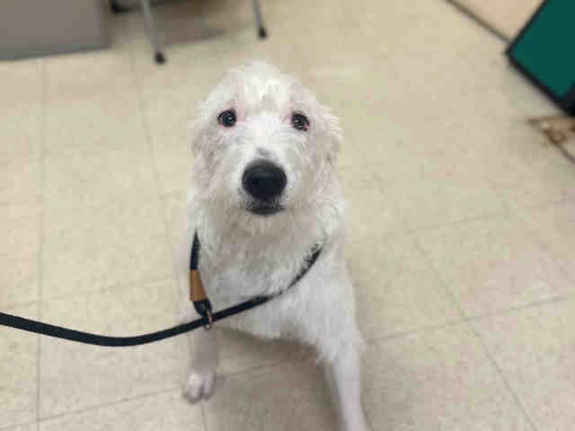 NOVA - Terrier available for adoption