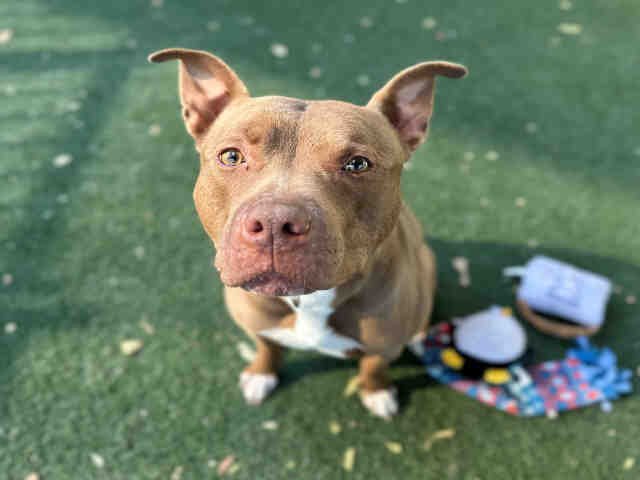 BRONCO - Pit Bull Terrier available for adoption