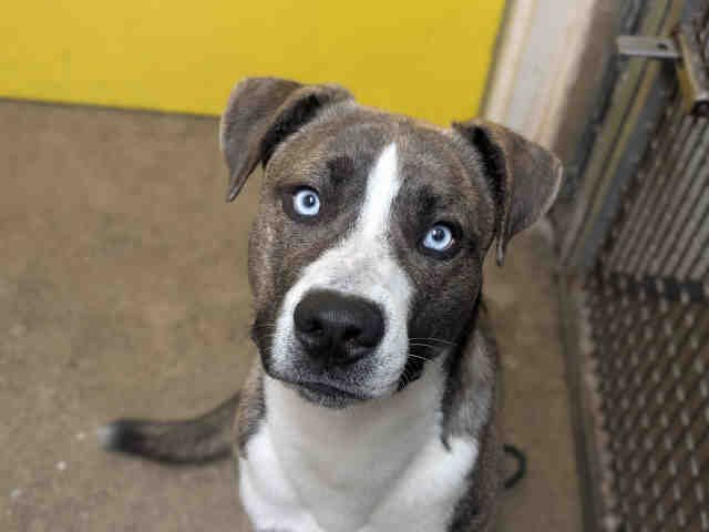 ZEUS - Pit Bull Terrier / Siberian Husky available for adoption