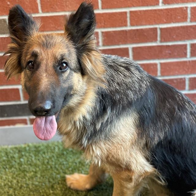 PALOMA - German Shepherd Dog available for adoption