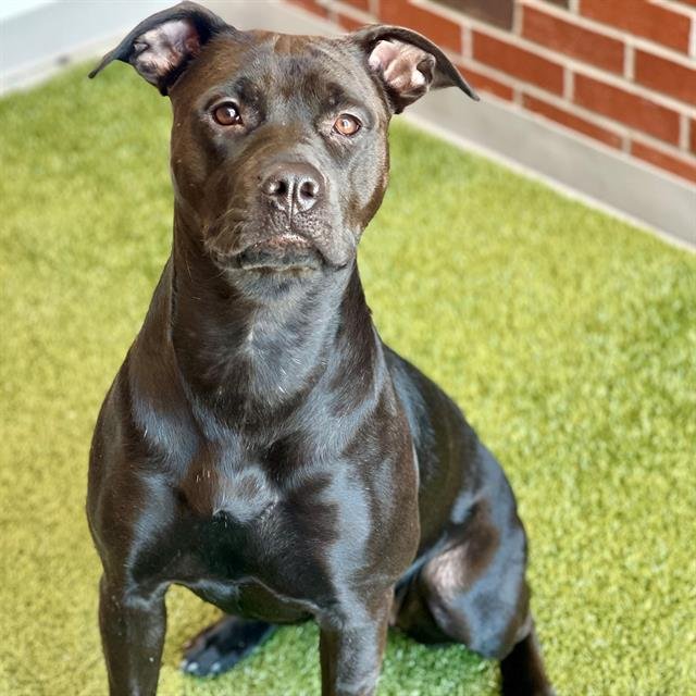 SAYLOR - American Pit Bull Terrier available for adoption