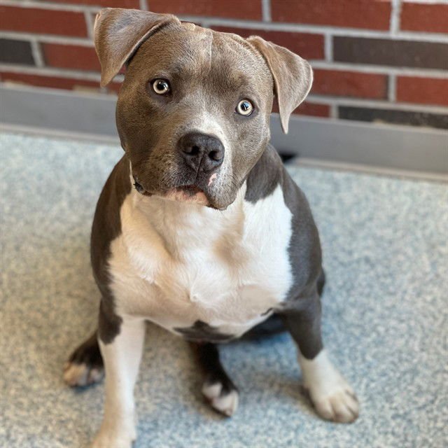 SLICK RICK - American Pit Bull Terrier available for adoption