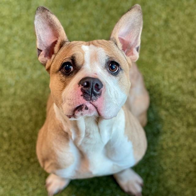 SERENITY - American Pit Bull Terrier available for adoption