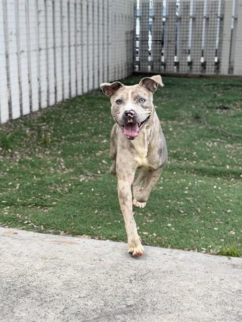 *NALA - Catahoula Leopard Dog / Great Dane available for adoption