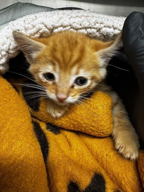 CHIP - Domestic Short Hair for adoption in Fremont