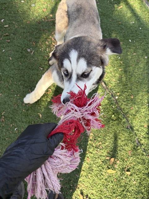 GRUMPY - Siberian Husky available for adoption