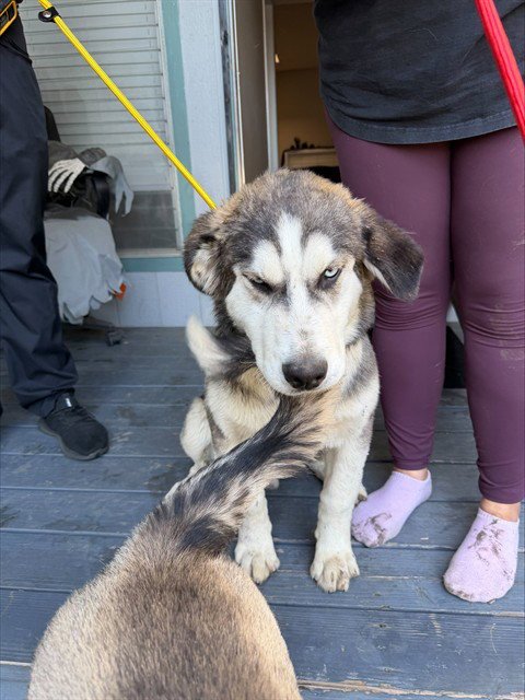 GRUMPY - Siberian Husky available for adoption