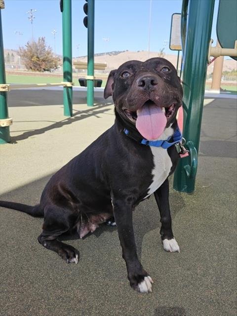 KIRA - Pit Bull Terrier available for adoption