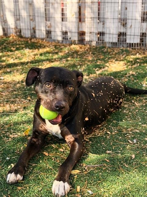 KIRA - Pit Bull Terrier available for adoption