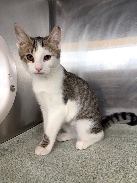 JINX - Domestic Short Hair available for adoption