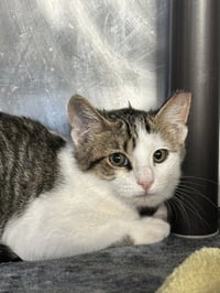 A199611 - Photo 1