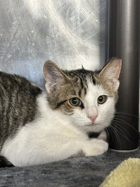 A199611 - Domestic Short Hair available for adoption