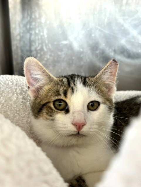 JINX - Domestic Short Hair available for adoption