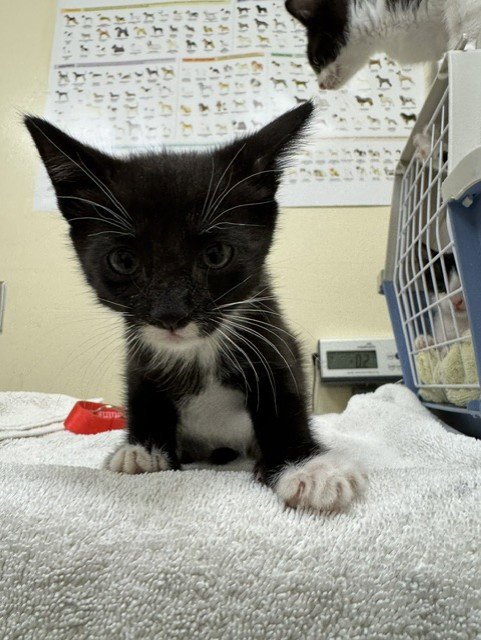 JERSEY - Domestic Short Hair available for adoption