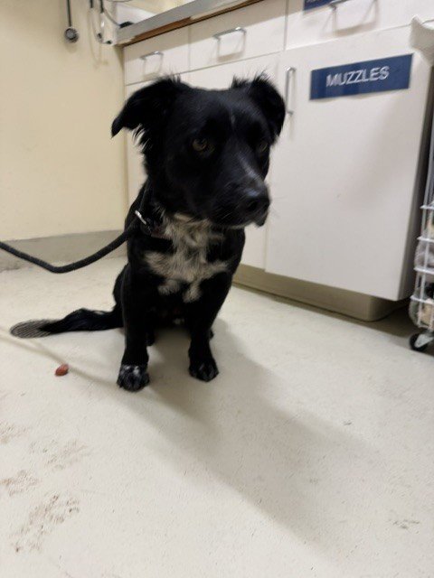 JUNIOR - Border Collie / Australian Shepherd available for adoption