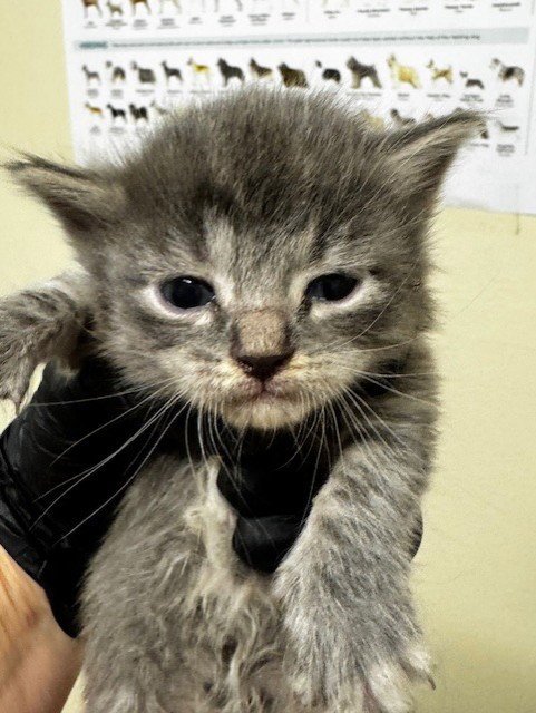 MOUSE - Domestic Short Hair available for adoption