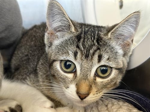 MAYA - Domestic Short Hair available for adoption