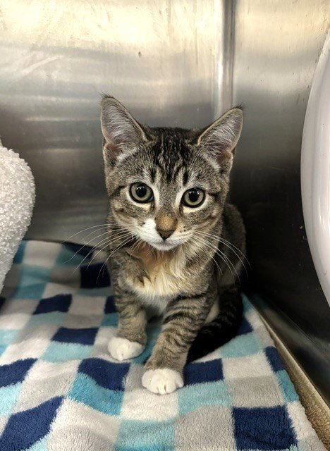 MAYA - Domestic Short Hair available for adoption