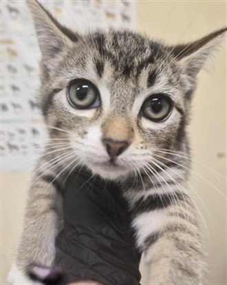 A199505 - Domestic Short Hair available for adoption