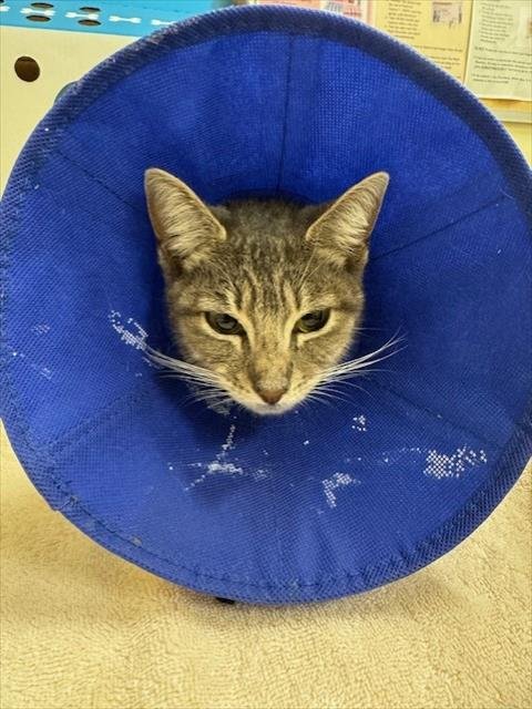 A198171 - Domestic Short Hair available for adoption