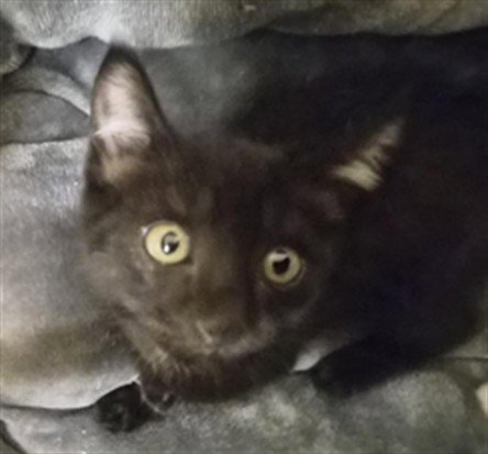 ANGUS - Domestic Short Hair available for adoption