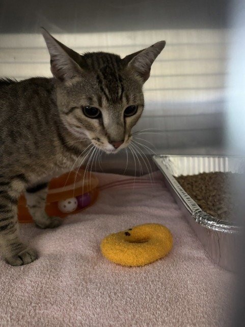 *HOTEL CALIFORNIA - Domestic Short Hair available for adoption