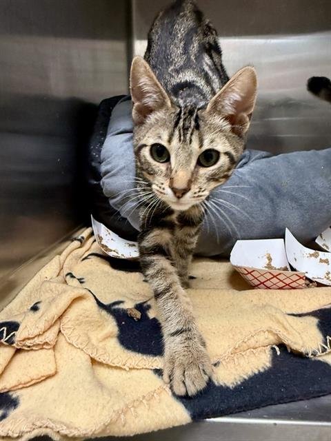 MUSTARD - Domestic Short Hair available for adoption