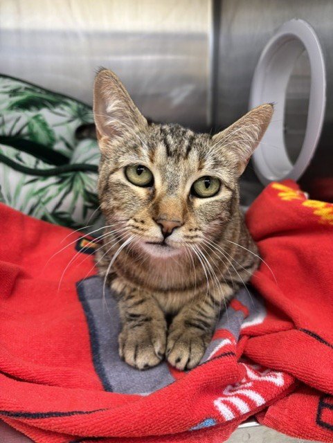GIDGET - Domestic Short Hair for adoption in Fremont