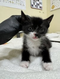JUNIOR - Photo 1