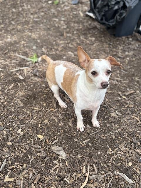 *CHURRO - Chihuahua for adoption in Fremont