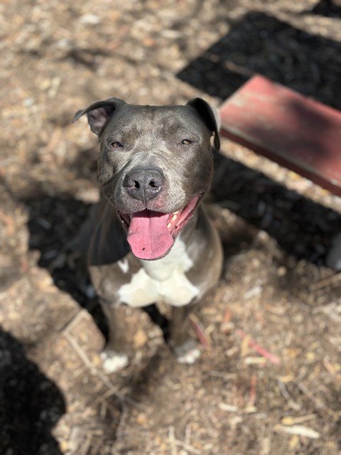 ABBY - Pit Bull Terrier for adoption in Fremont