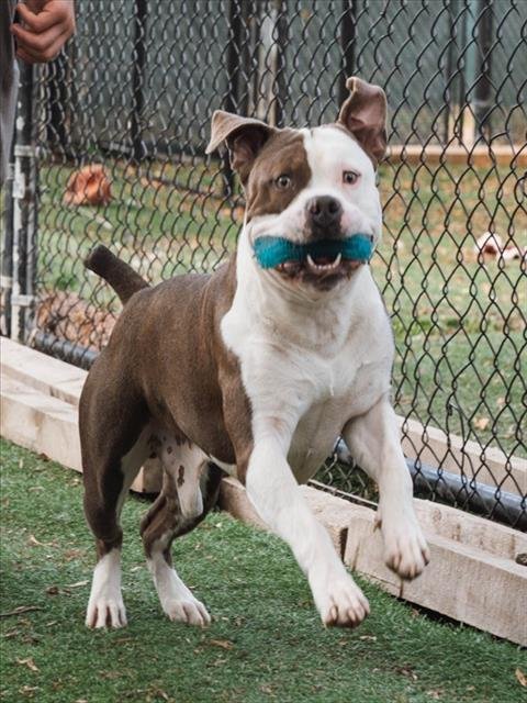SMOKEY - Pit Bull Terrier available for adoption