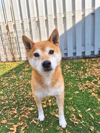 ZUKI - Photo 1