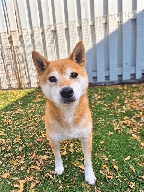 ZUKI - Shiba Inu for adoption in Fremont