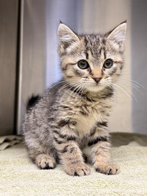 CLAUDIA - Domestic Short Hair available for adoption