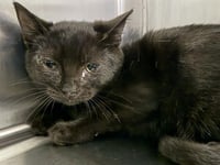 SALEM - Photo 1