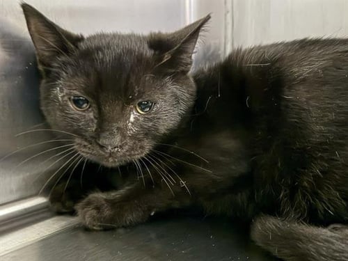 SALEM - Domestic Medium Hair available for adoption